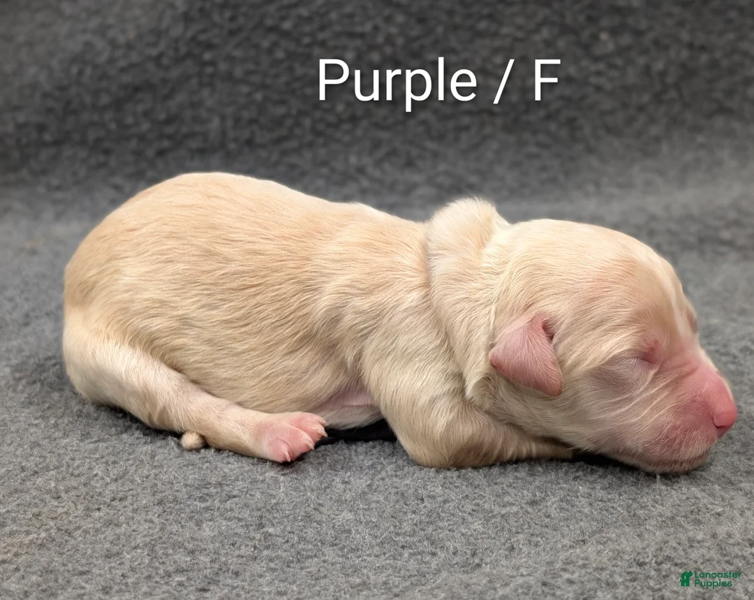 Sheepadoodle dogs for sale: Purple collar - Ad 2
