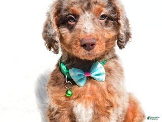 Mini Aussiedoodle dogs - Ad 11