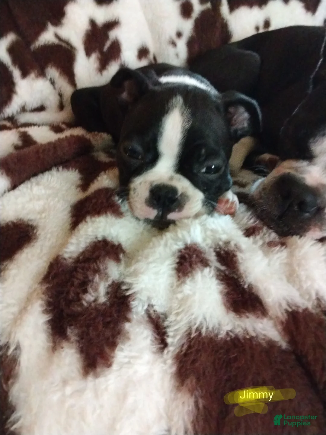 Boston Terrier dogs for sale: Boston Terrier Puppy 4 - Ad 1