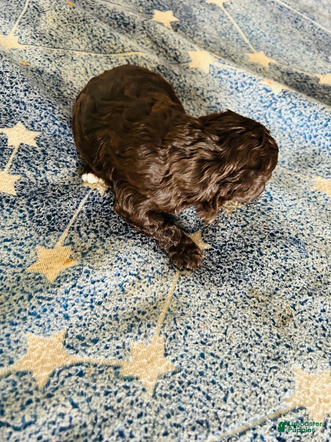 Cavapoo dogs for sale: Noel - Ad 5