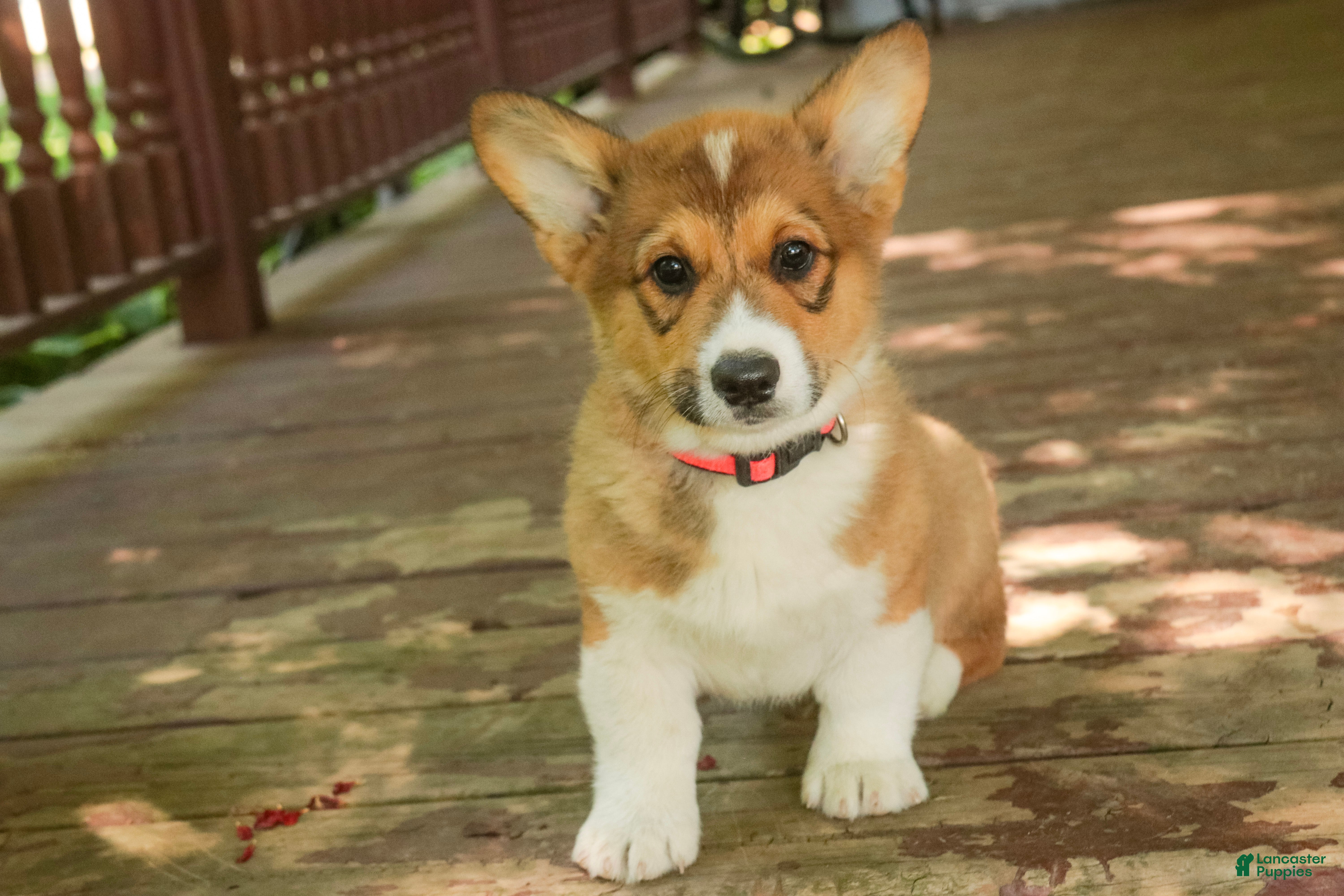 Welsh Corgi Pembroke dogs Gene - Ad 2