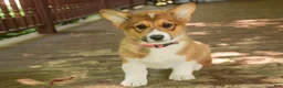 Welsh Corgi Pembroke dogs for sale: Gene - Ad 2