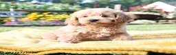 Cockapoo dogs for sale: Lulu - Ad 2