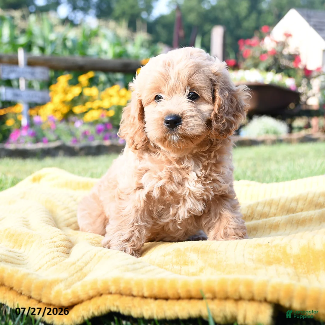 Cockapoo dogs for sale: Lulu - Ad 2