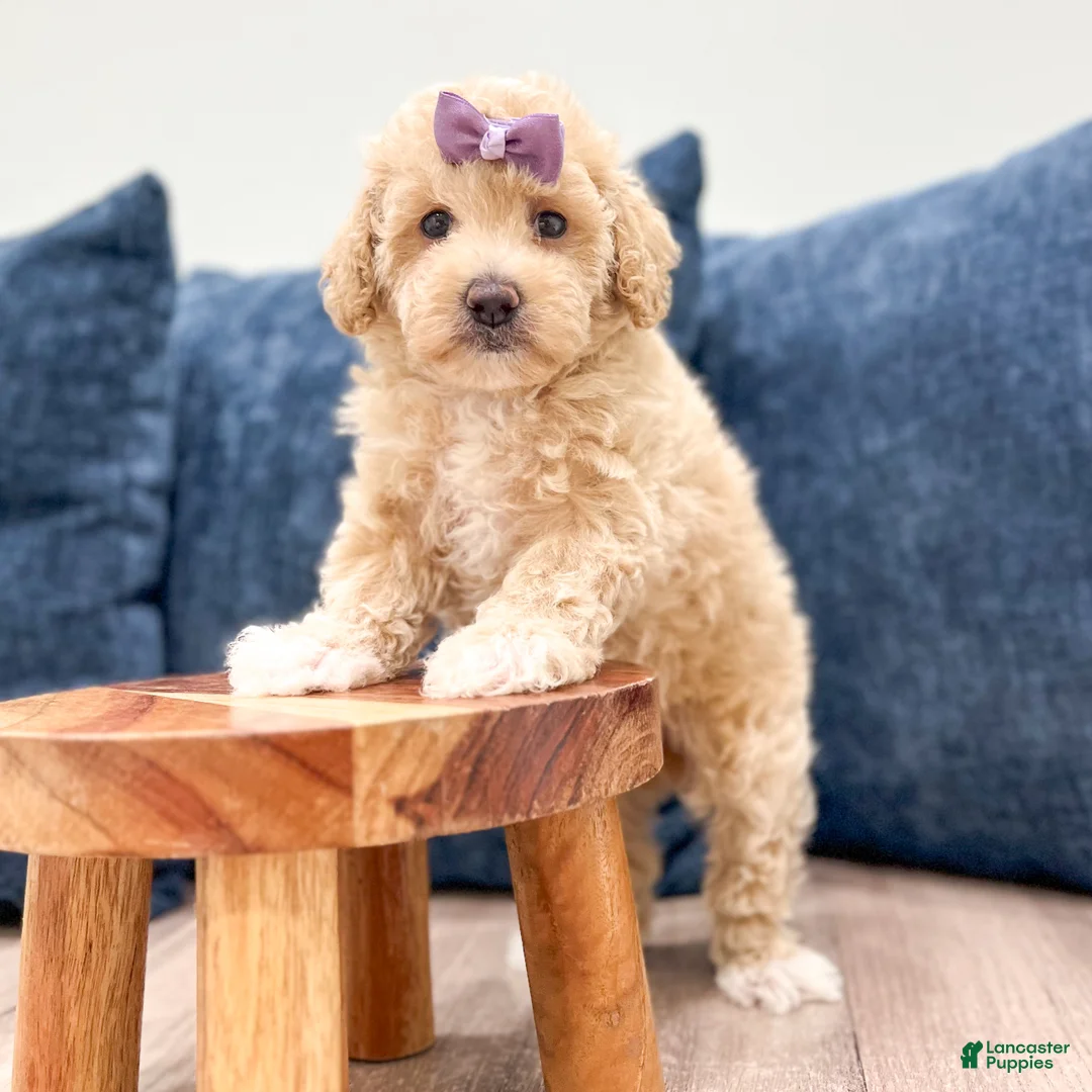 Bichpoo dogs for sale: Zoey - Ad 2