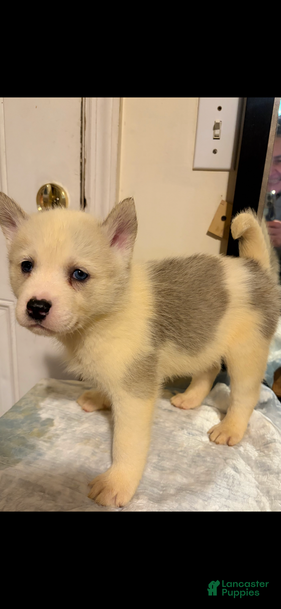 Mixed Breed dogs for sale: blaze - Ad 1