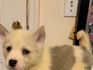 Mixed Breed dogs blaze - Ad 16