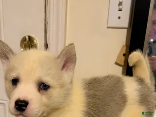 Mixed Breed dogs blaze - Ad 15