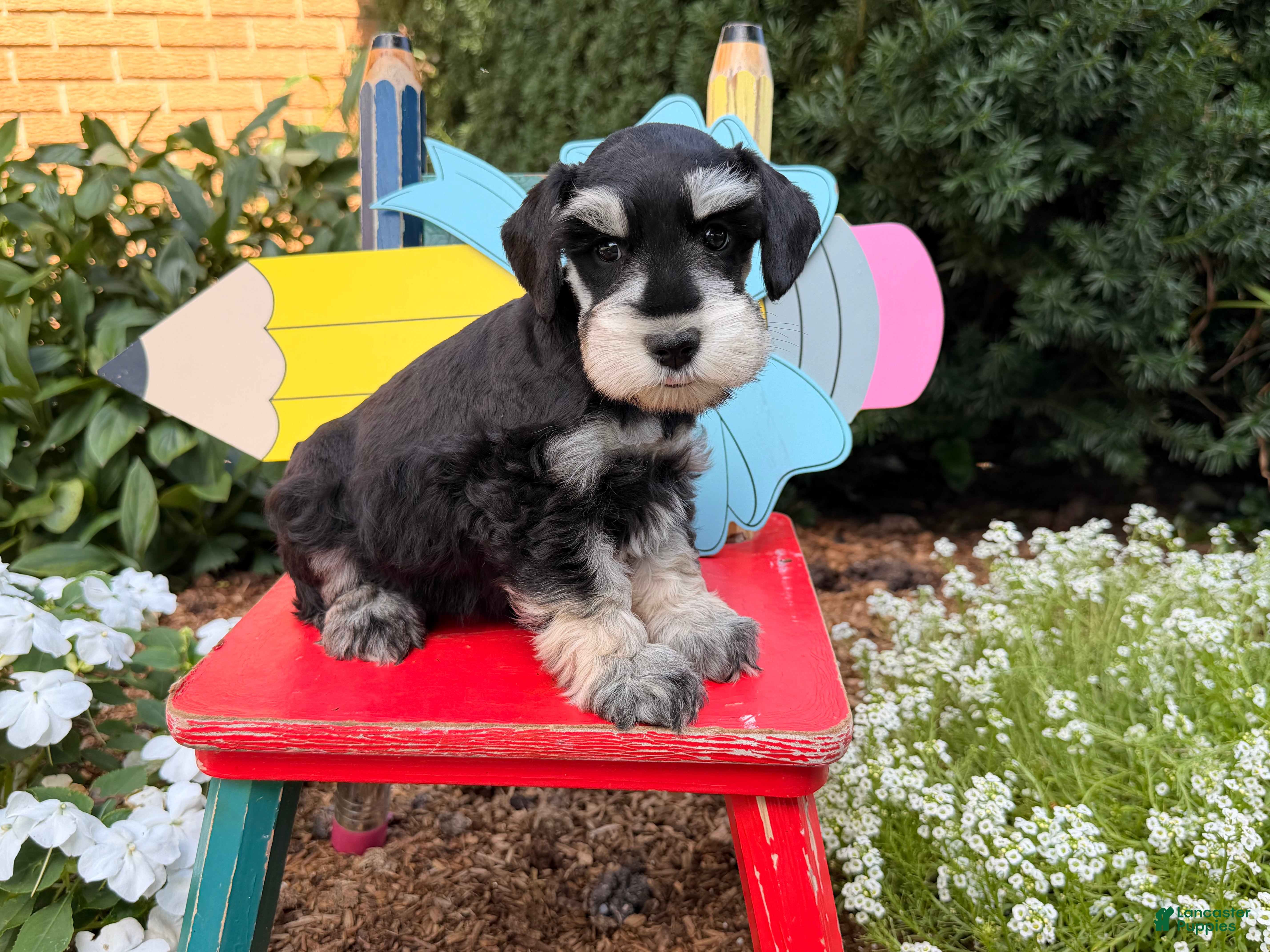 Miniature Schnauzer dogs  Mable  - Ad 1