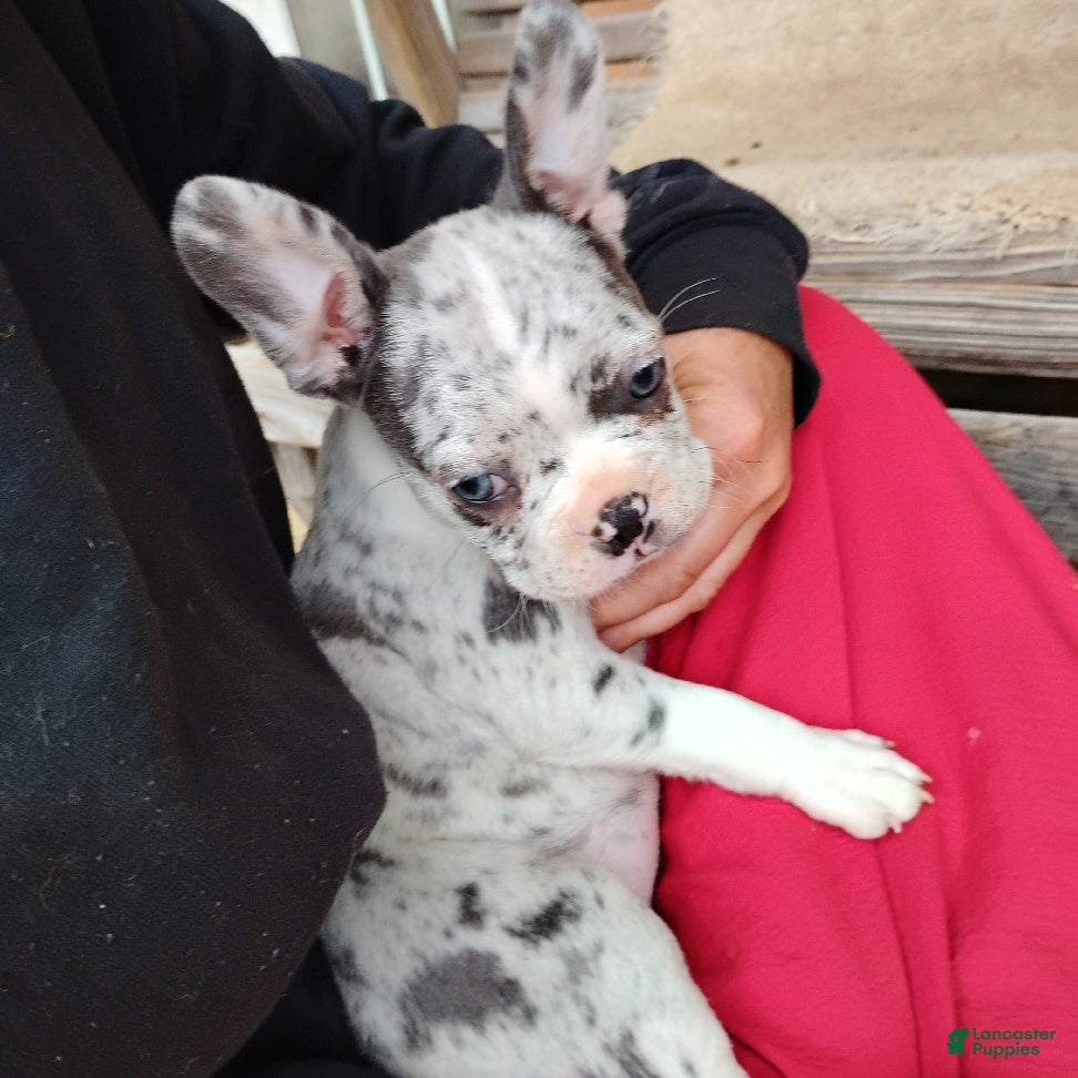 Boston Terrier dogs Regina - Ad 1
