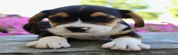 Beabull dogs for sale: Maverick - Ad 6