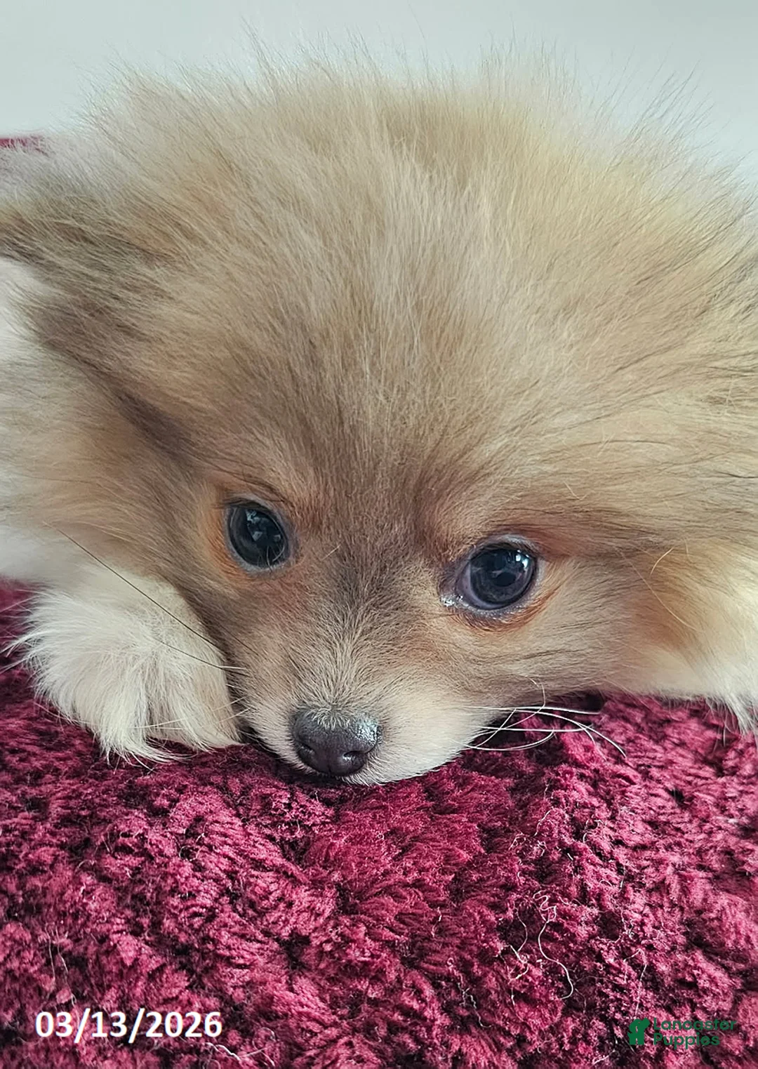 Pomeranian dogs for sale: Kelly - Ad 5