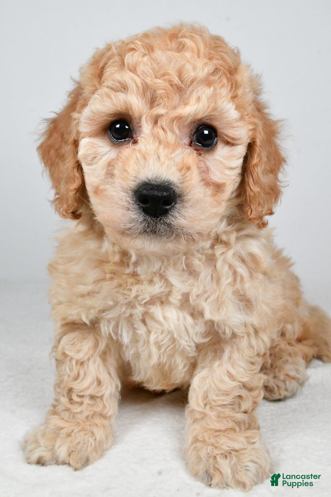 Bichpoo dogs for sale: Remy - Ad 3