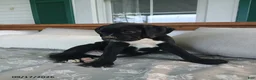 Boxer dogs for sale: Pokey - Ad 6