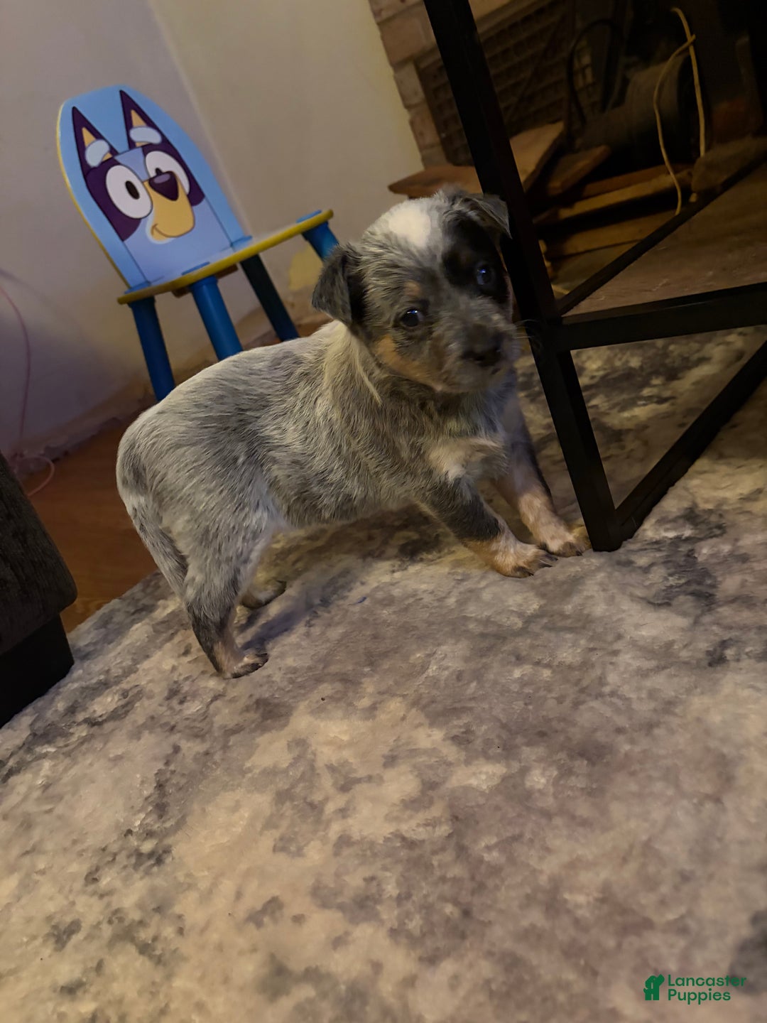 Australian Cattle Dog dogs for sale: Stockings - Ad 1