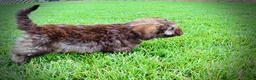 Havapoo dogs for sale: Frisco - Ad 10