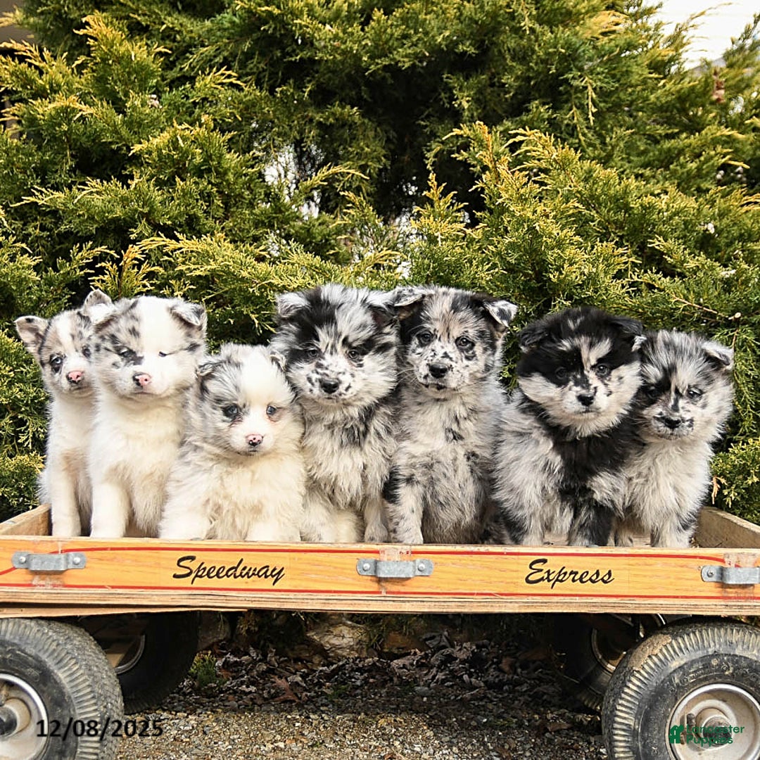 Pomsky dogs for sale: Monty - Ad 3