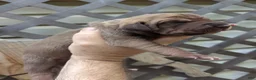 Great Dane dogs for sale: Great Dane 2 - Ad 2