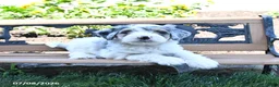 Mini Bernedoodle dogs for sale: Lightning - Ad 4