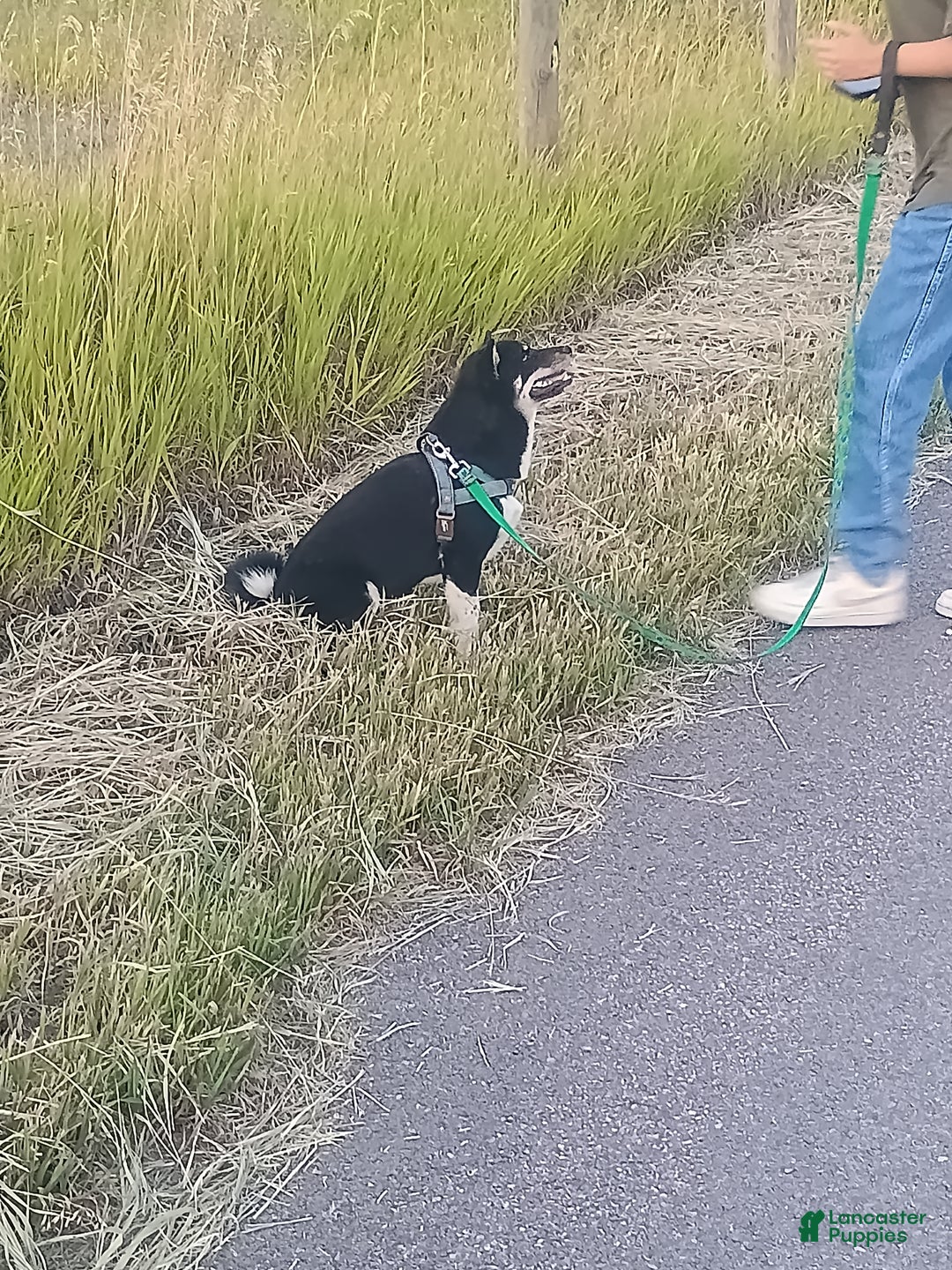 Shiba Inu dogs for sale: Bret - Ad 3