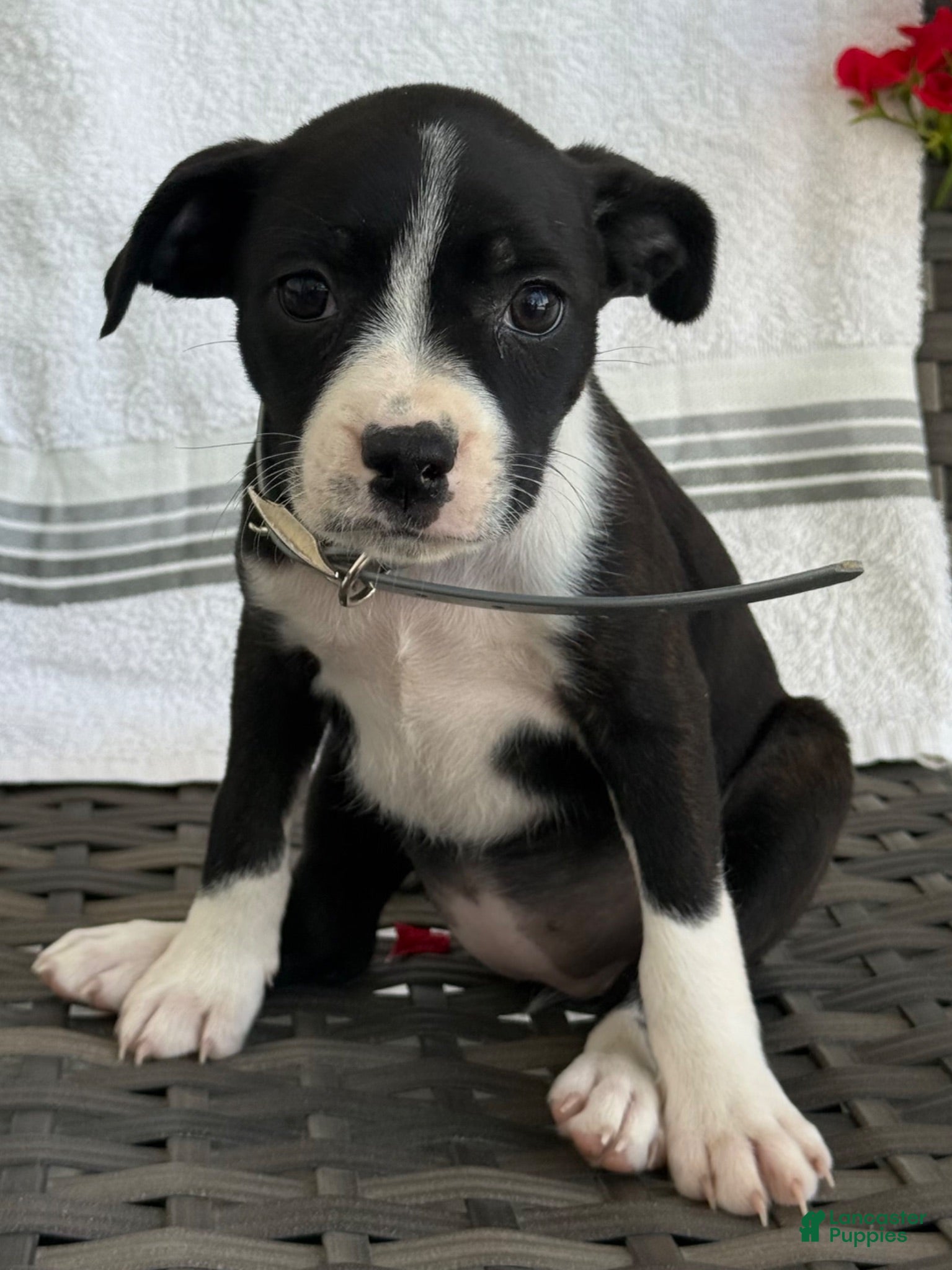 Mixed Breed dogs Gretchen - Ad 2