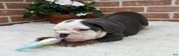 English Bulldog dogs for sale: Macy - Ad 3