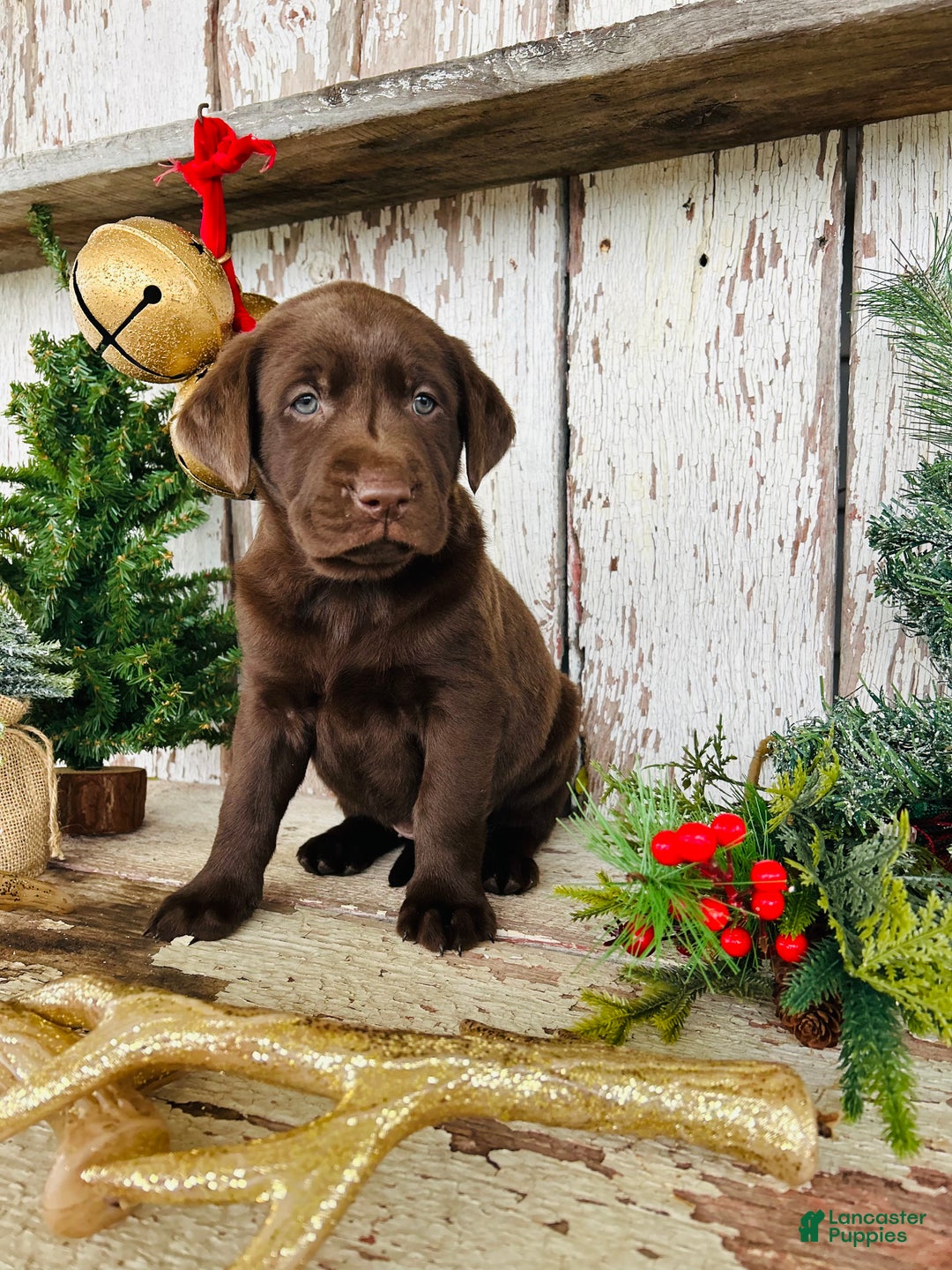 Labrador Retriever dogs for sale: Twinkle  - Ad 4