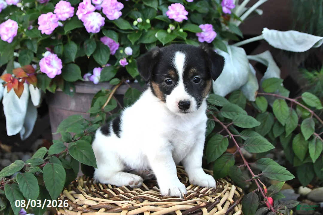 Mixed Breed dogs for sale: Captain - Ad 3