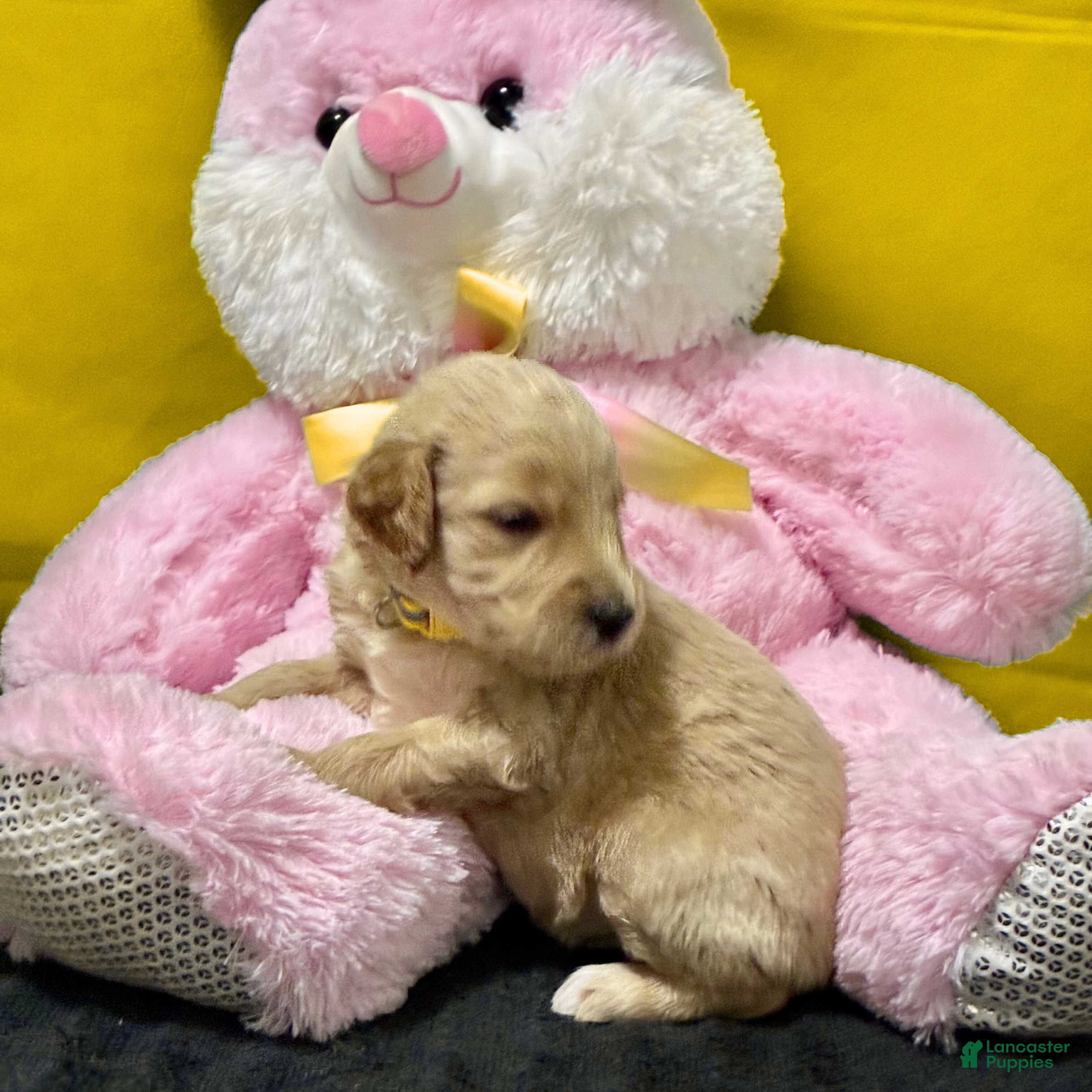 Goldendoodle dogs Pademe Amidala - Ad 2