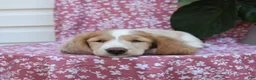 Miniature Dachshund dogs for sale: Bedelia "Special Needs" - Ad 5