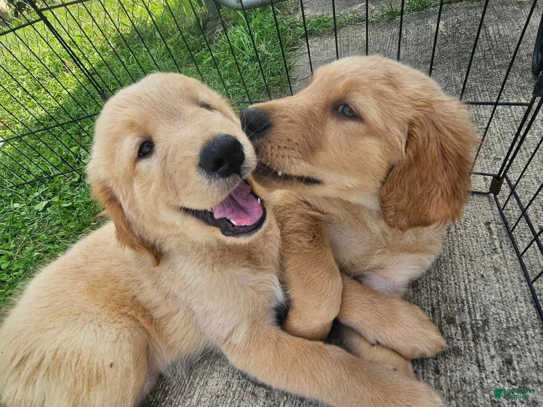 Golden Retriever dogs for sale: Golden Retriever 2 - Ad 1