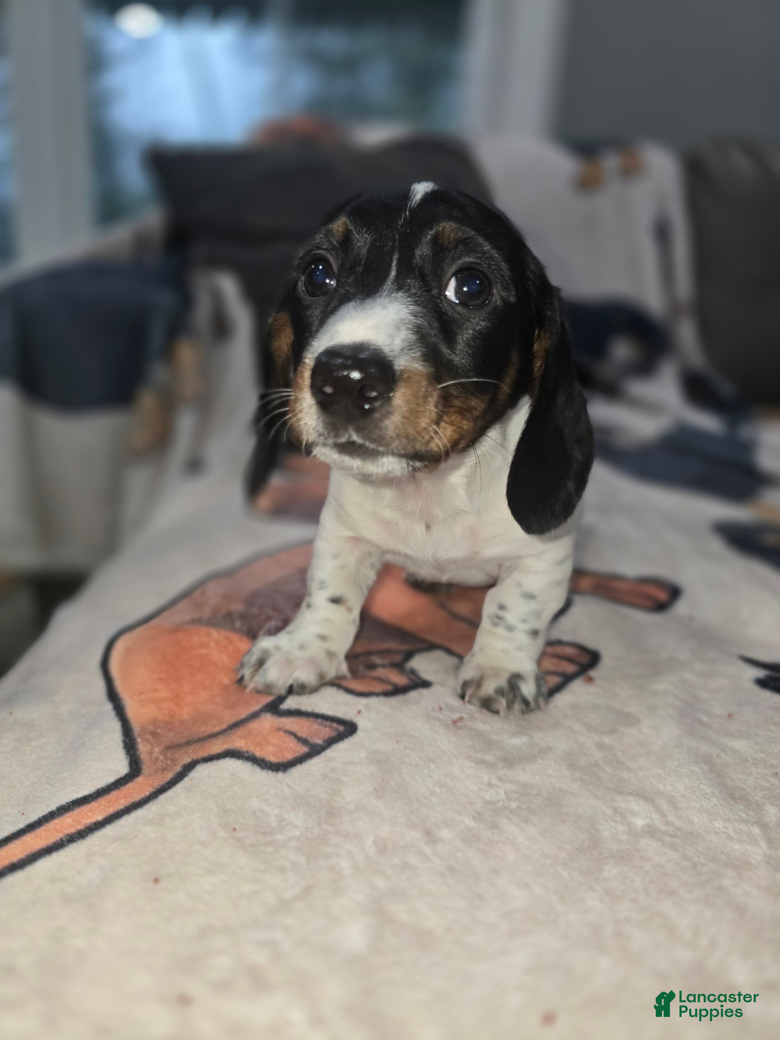 Dachshund dogs Hollee - mini - Ad 2
