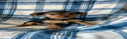Yorkshire Terrier dogs for sale: Noah Boy - Ad 5