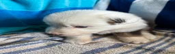 Australian Shepherd dogs for sale: Apple (AKC) - Ad 4