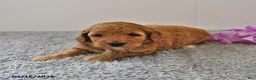 Mini Goldendoodle dogs for sale: Sasha - Ad 10