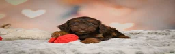 Cockapoo dogs for sale: Sadie - Ad 5