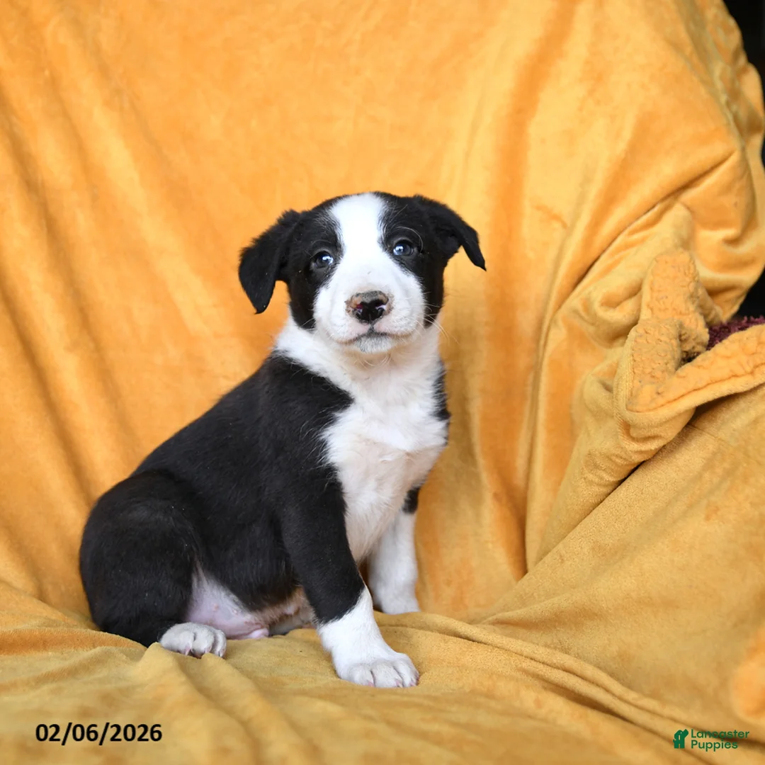 Border Collie dogs for sale: Whiskey - Ad 3