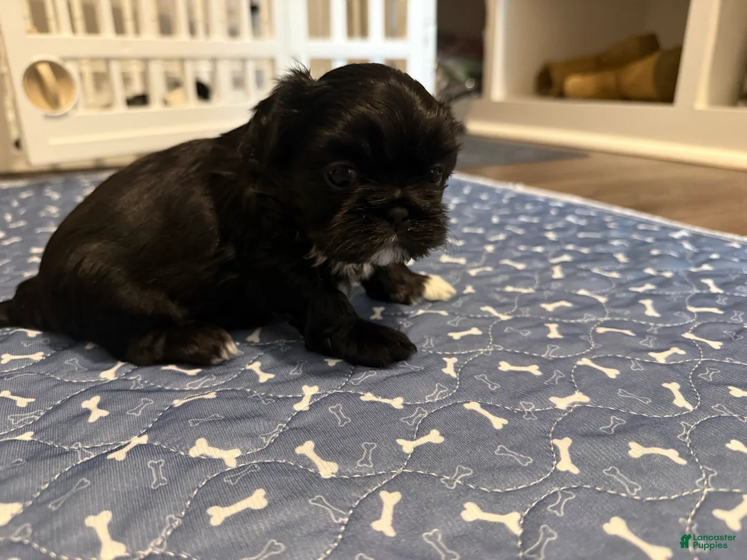 Shih Tzu dogs for sale: Luke Skywalker  - Ad 2