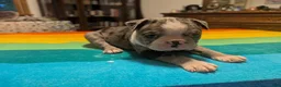 Frenchton dogs for sale: Johny - Ad 3