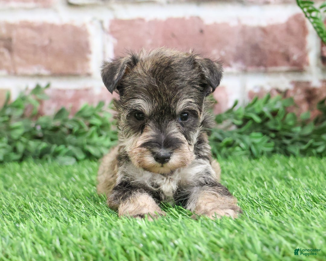Miniature Schnauzer dogs for sale: Toby - Ad 3