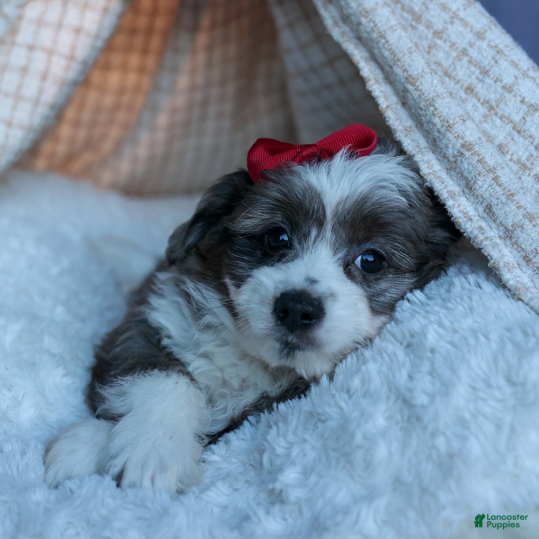 Mini Aussiedoodle dogs for sale: LEON - Ad 7