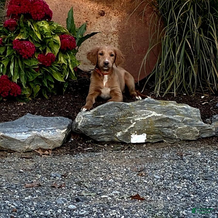 Mini Goldendoodle dogs for sale: Holly - Ad 2