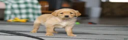 Golden Retriever dogs for sale: Cally - Ad 4