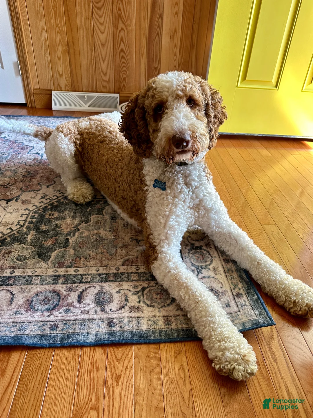 Goldendoodle dogs for stud: The Dood-F1BB - Ad 2