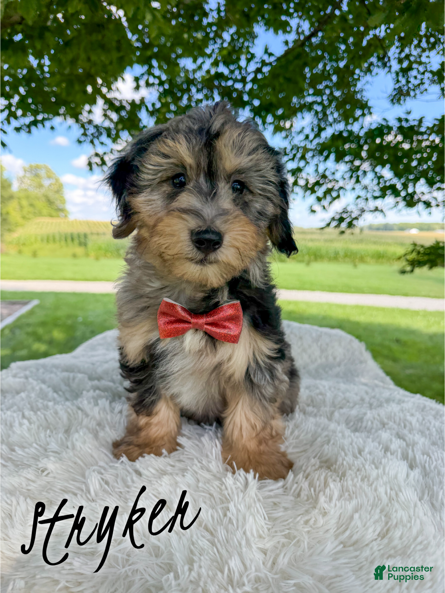 Mini Aussiedoodle dogs Stryker - Micro Mini F1b - Ad 2