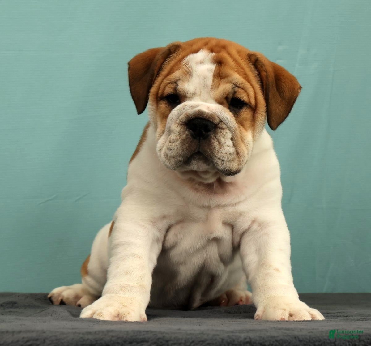 English Bulldog dogs Captain - Ad 2