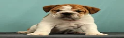 English Bulldog dogs for sale: Captain - Ad 2