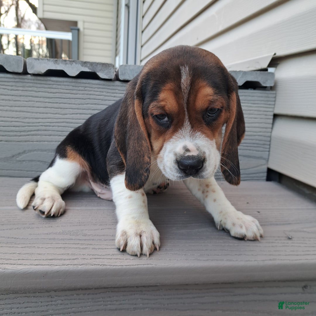 Beagle dogs for sale: HANK - Ad 4