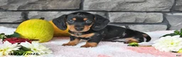 Miniature Dachshund dogs for sale: Fido - Ad 3