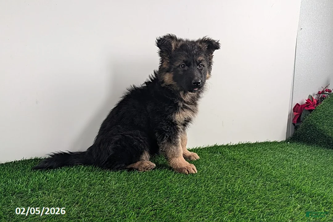 German Shepherd dogs for sale: Chelsey - Ad 5